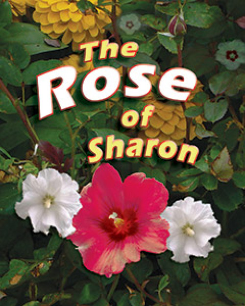 The Rose of Sharon